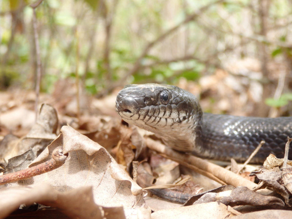 Rat Snake.  (Photo: Nicholas Massey)