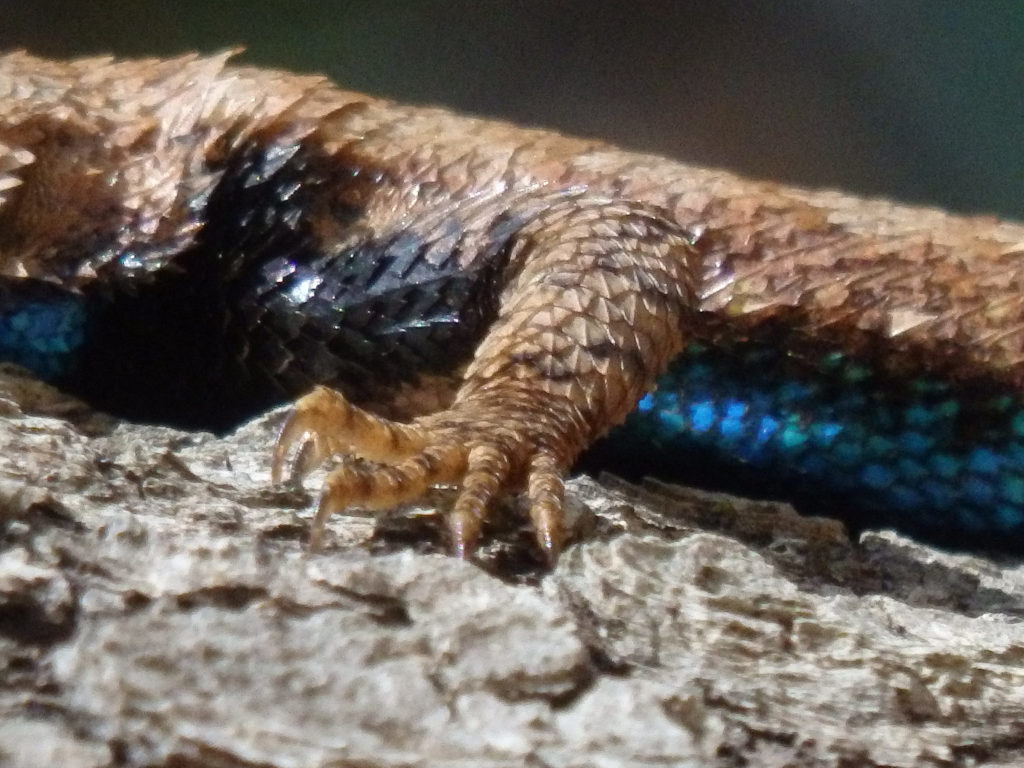 Male eastern fence lizard. (Photo: Nicholas Massey)