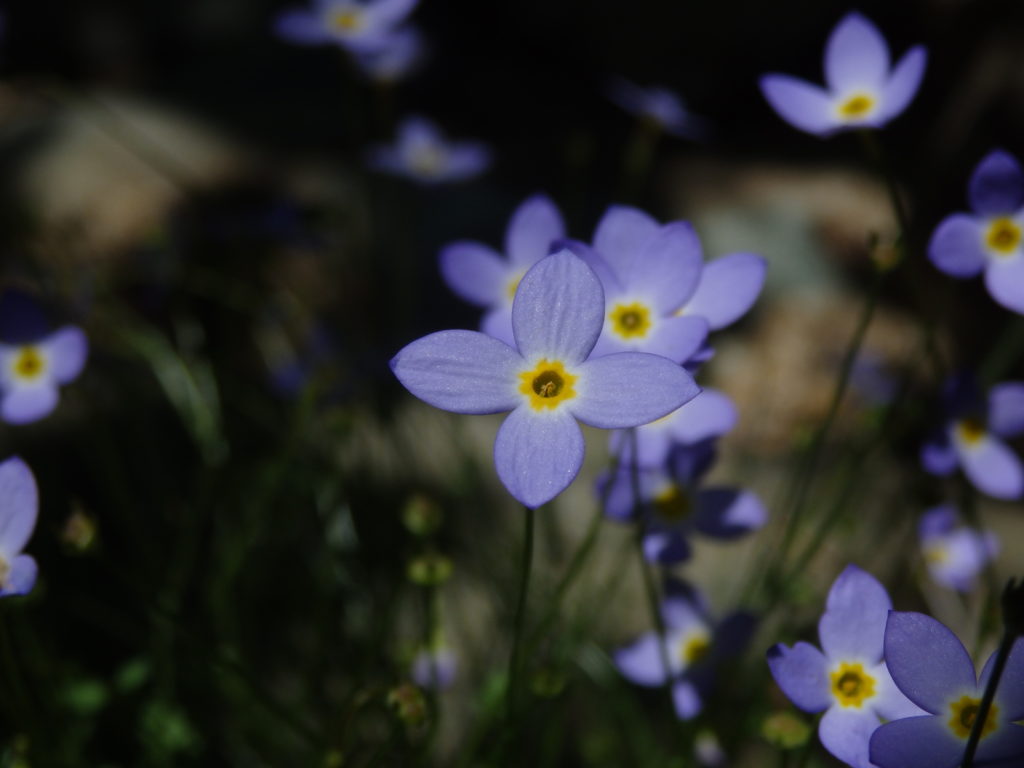 Bluets. (Photo: Nicholas Massey)