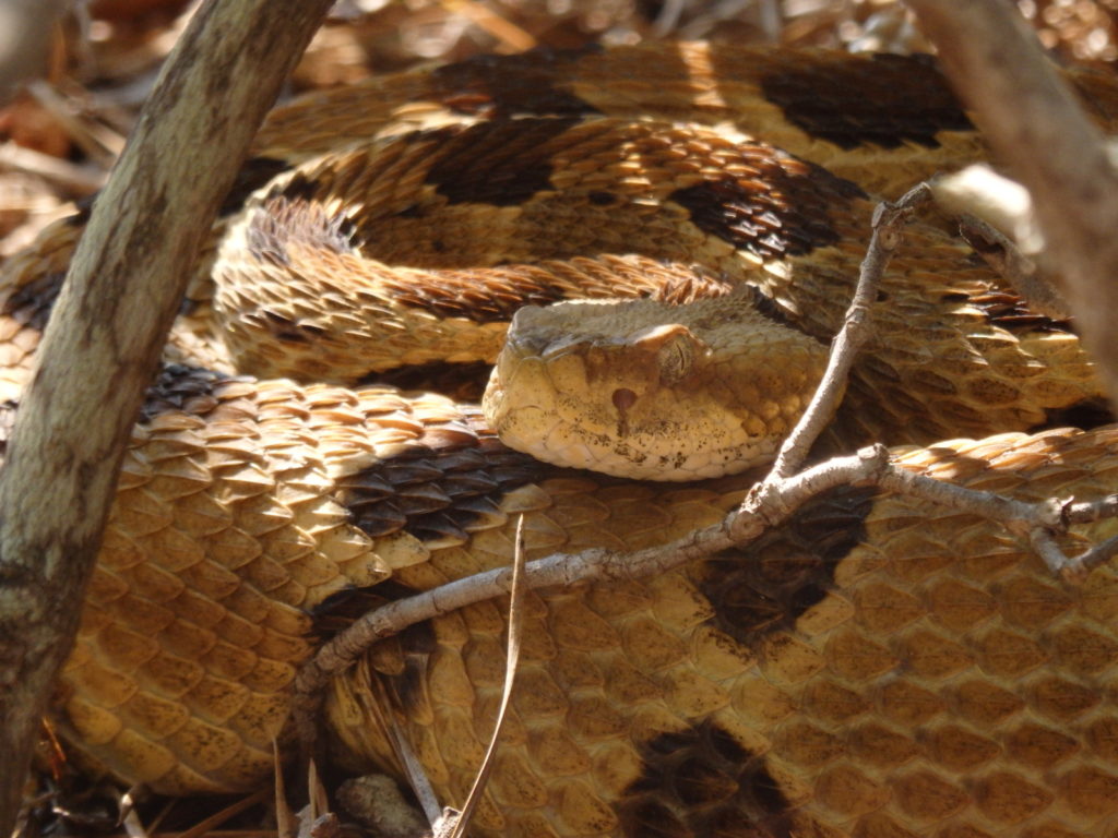 Timber Rattlesnake. (Photo: Nicholas Massey)