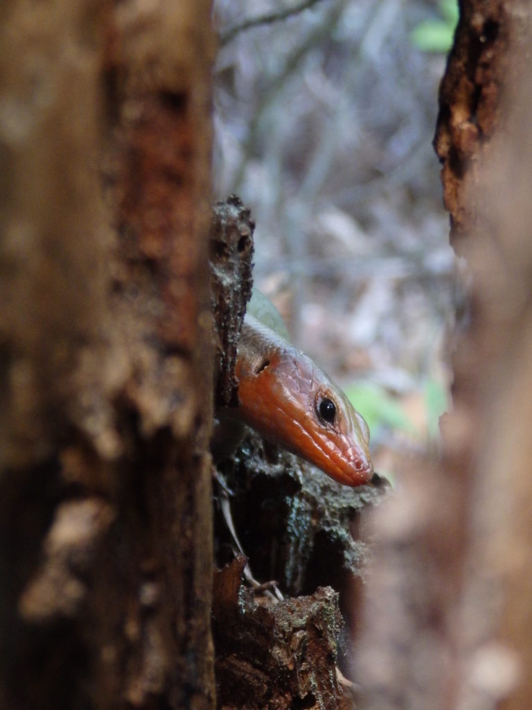 Broad head skink. (Photo: Nicholas Massey)