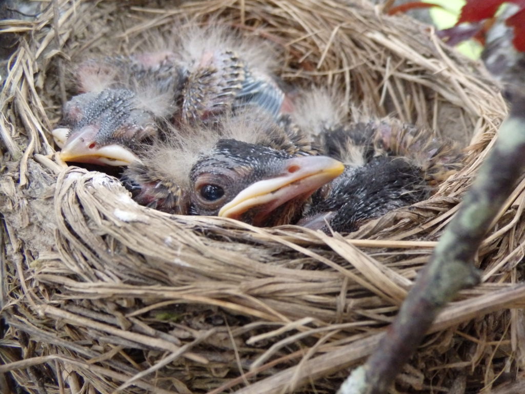 Robin chicks.  (Photo: Nicholas Massey)