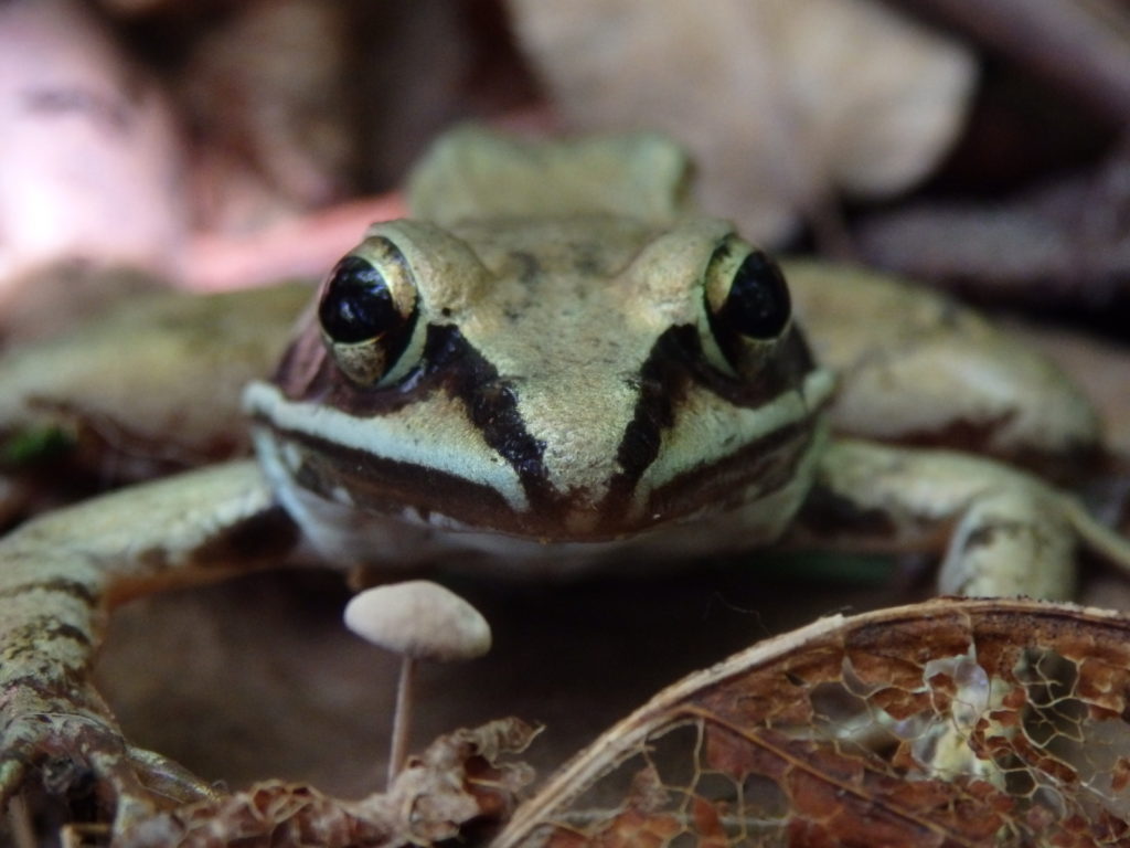 Wood frog. (Photo: Nicholas Massey)