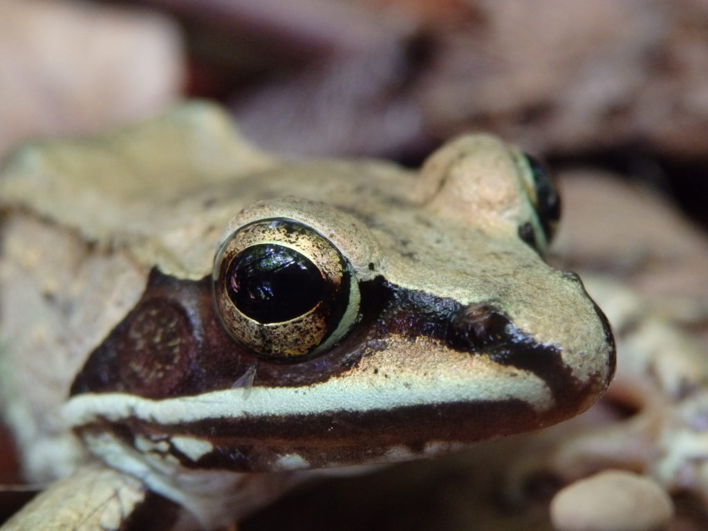 Wood frog. (Photo: Nicholas Massey)
