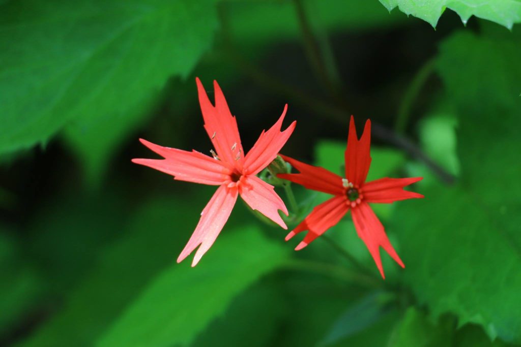 Fire Pink. (Photo: Rob Moore) Linville Gorge