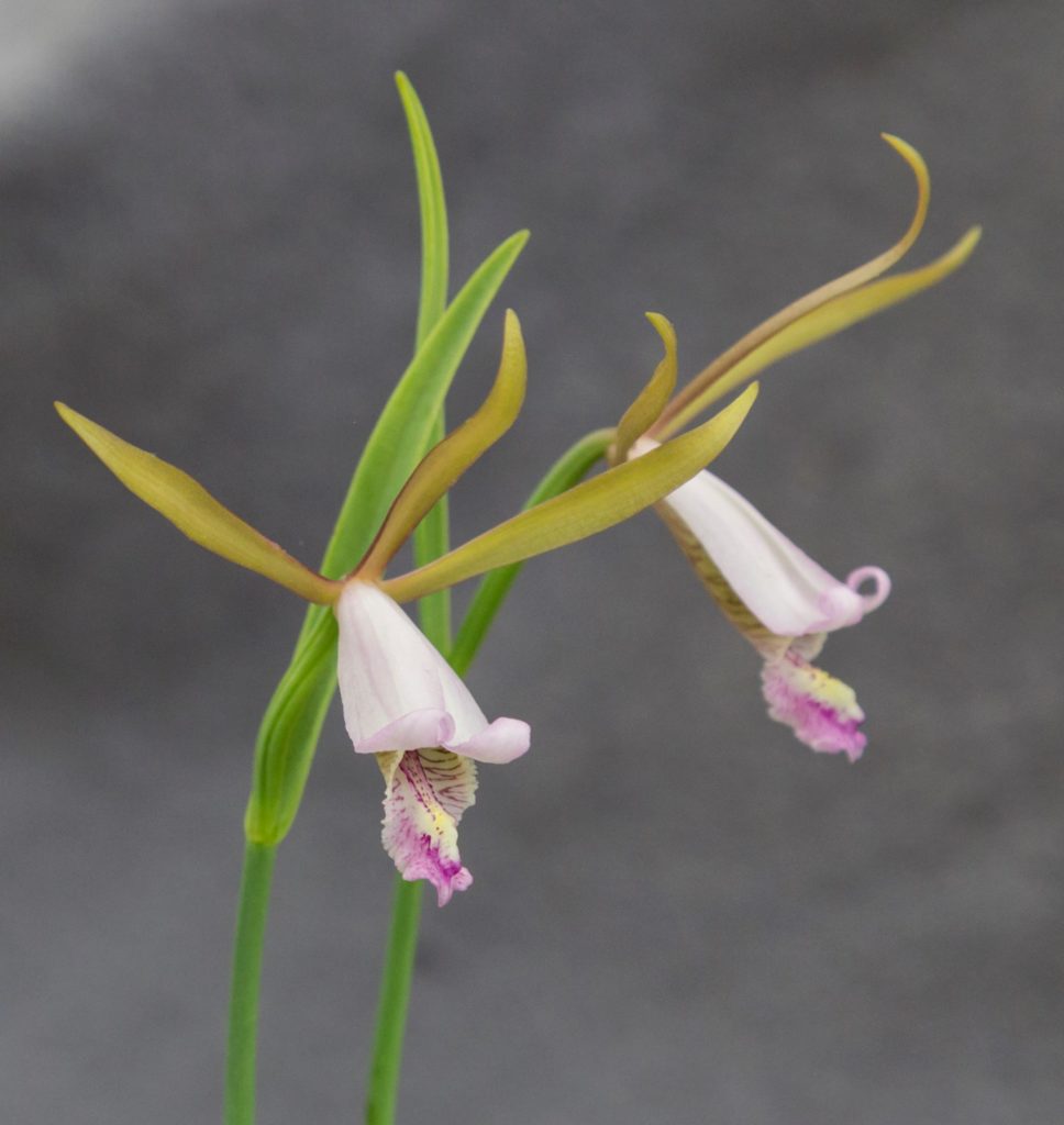 Rosebud orchid. (Photo: Matthew Perry)
