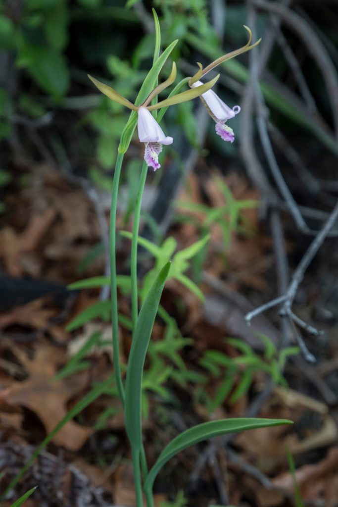 Rosebud orchid. (Photo: Matthew Perry)