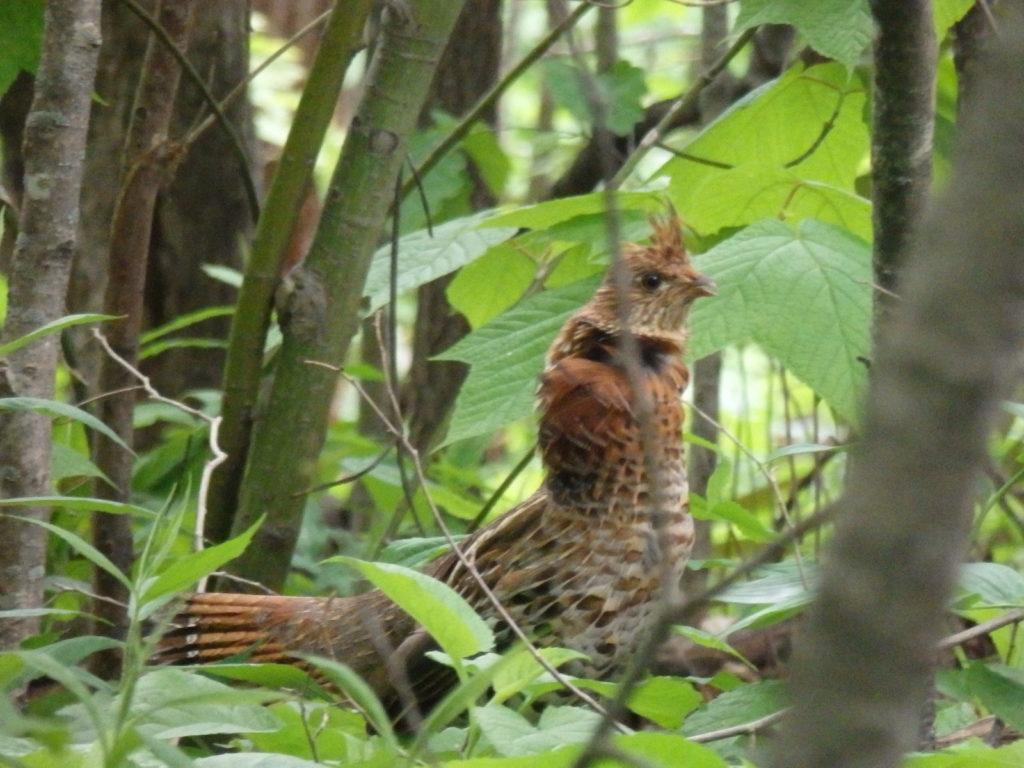 Ruffed Grouse. (Photo: Nicholas Massey)