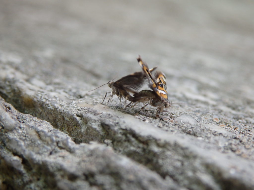 Mating Moths. (Photo: Nicholas Massey)