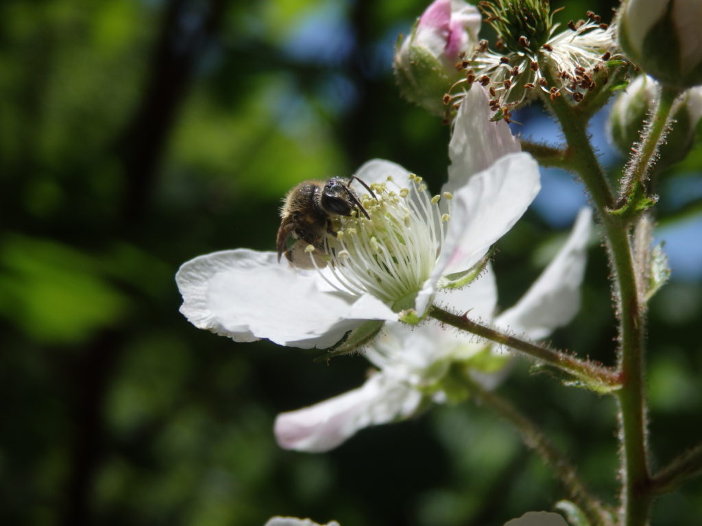 Bee on Blackberry Flower. (Photo: Nicholas Massey)