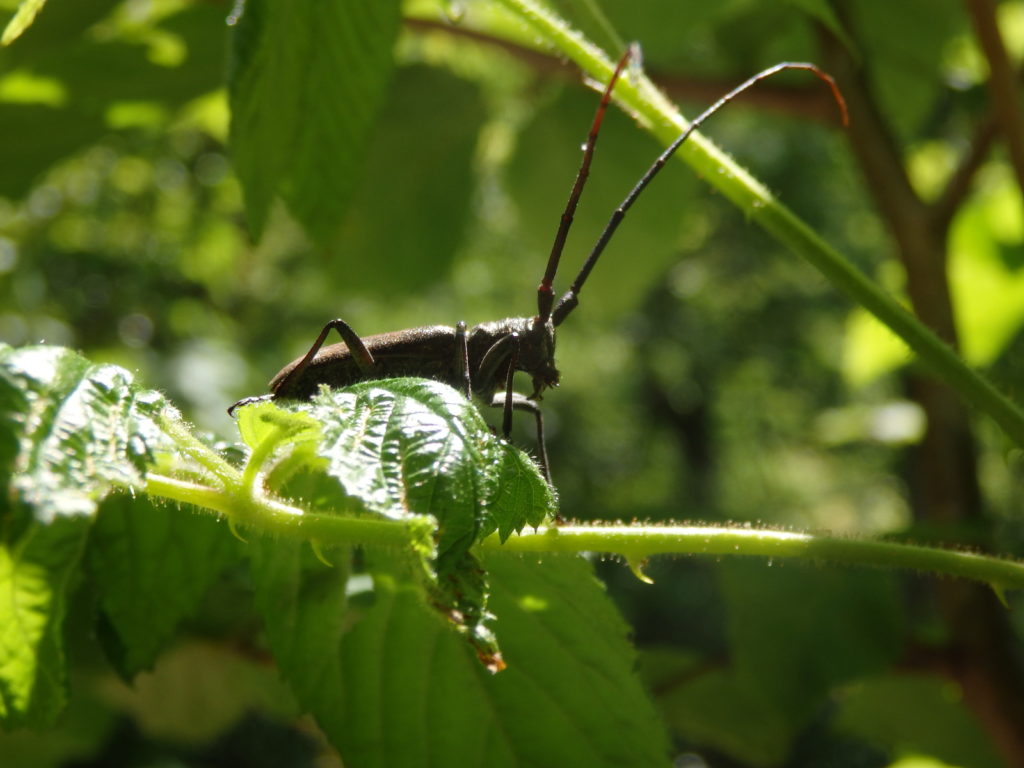Longhorn beetle? (Photo: Nicholas Massey)