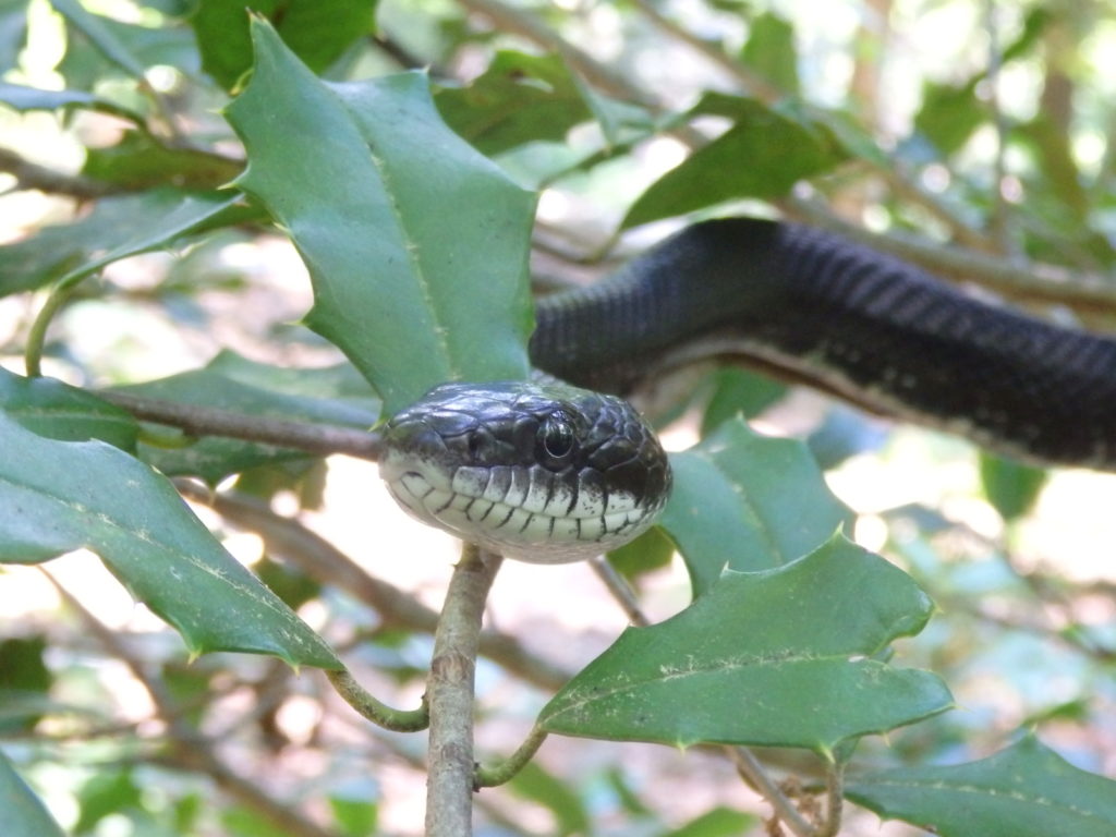 Black rat snake climbing an American holly tree.  (Photo: Nicholas Massey)
