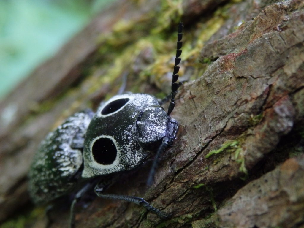 Eastern eyed click beetle. (Photo: Nicholas Massey) Linville Gorge