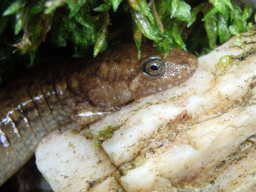 Salamander. (Photo: Nicholas Massey)