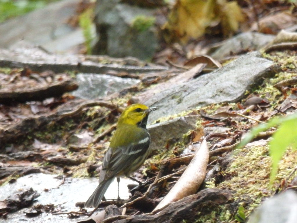 Black-throated Green Warbler.  (Photo: Nicholas Massey)