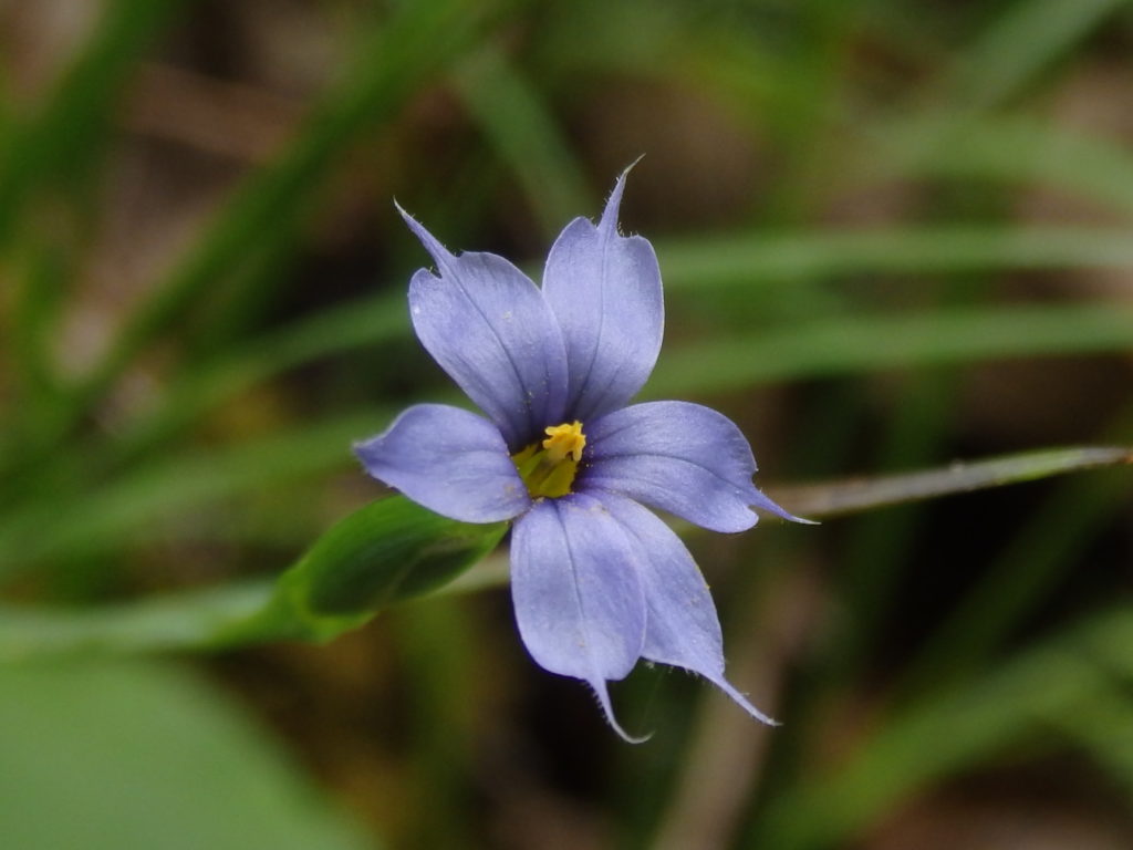 Sisyrinchium blue eyed grass linville gorge