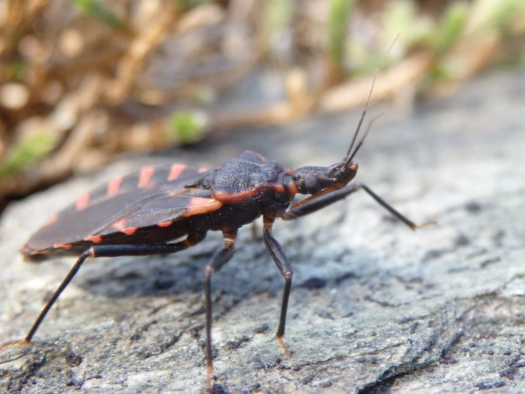 Eastern blood-sucking conenose. (Photo: Nicholas Massey)