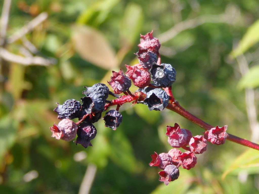 Blueberries desiccated by drought. (Photo: Nicholas Massey)