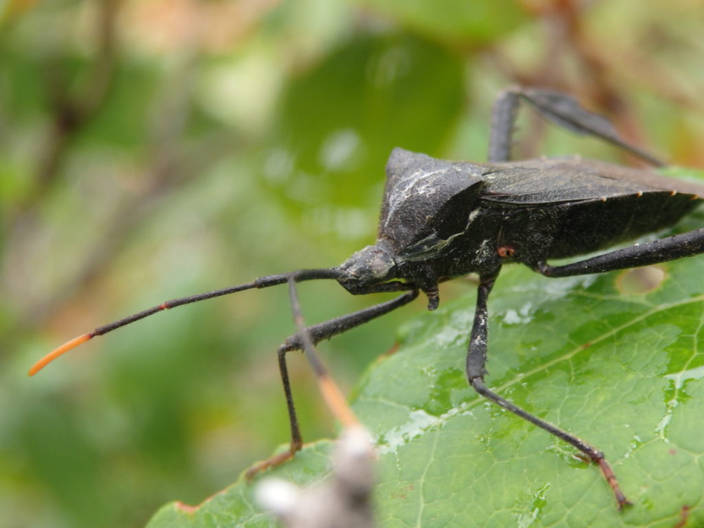 Leaf legged stinkbug. (Photo: Nicholas Massey)