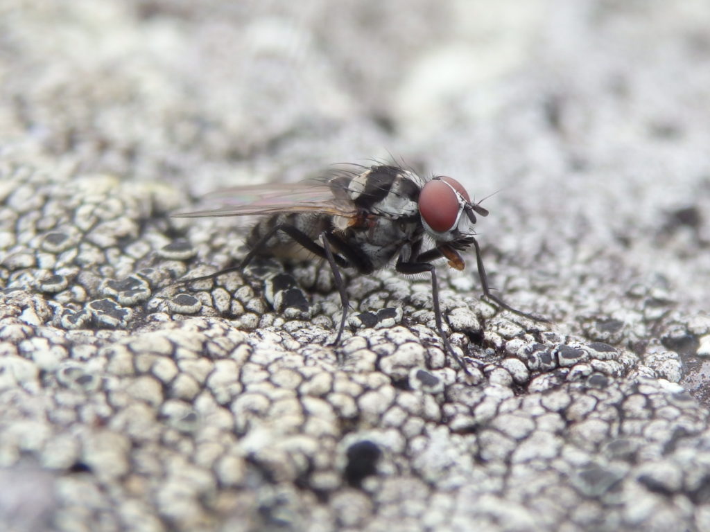 Fly on a field of lichen. (Photo: Nicholas Massey)