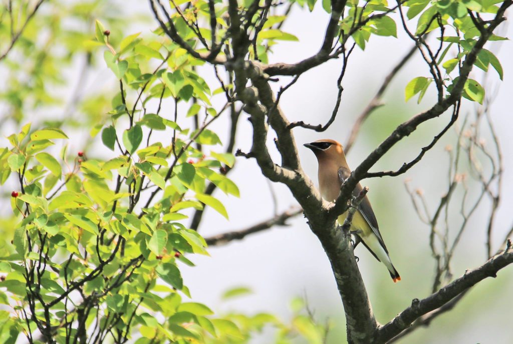 Cedar Waxwing.  (Photo: Rob Moore)