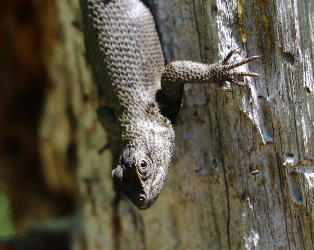 Eastern Fence Lizard. (Photo: Rob Moore)