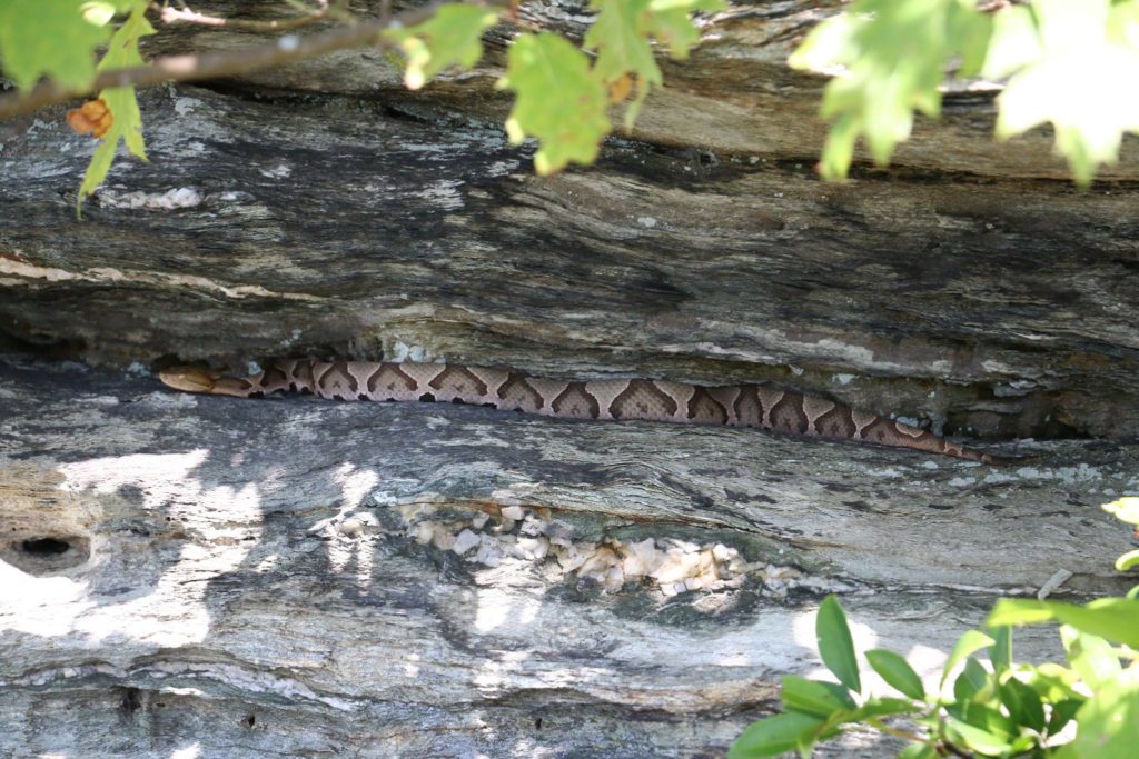 Copperhead. (Photo: Rob Moore)