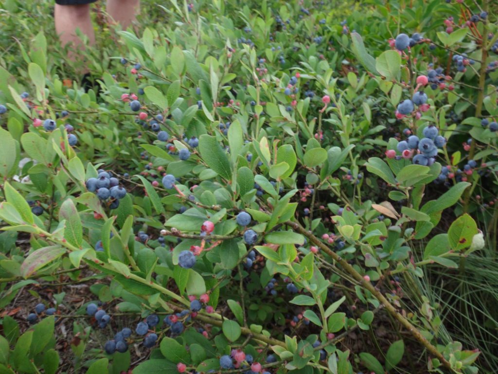 Blueberries! (Photo: Scott Burns)