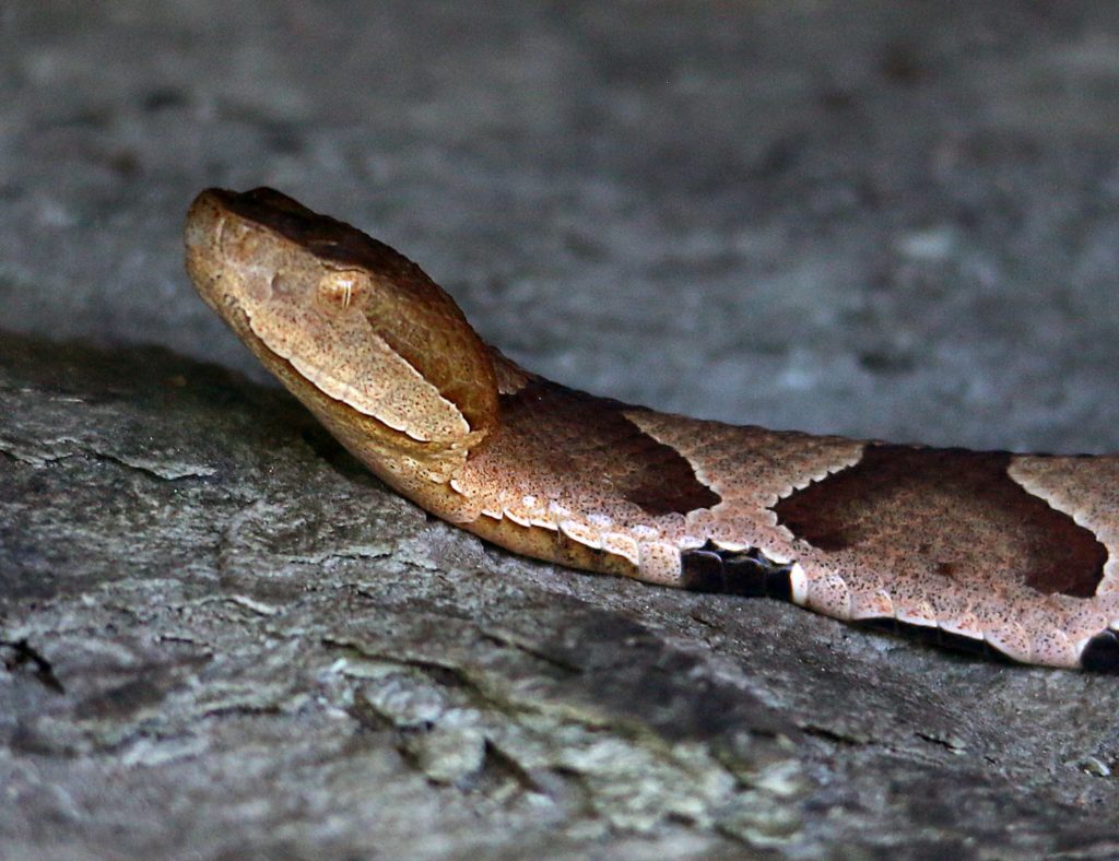 Copperhead. (Photo: Rob Moore)