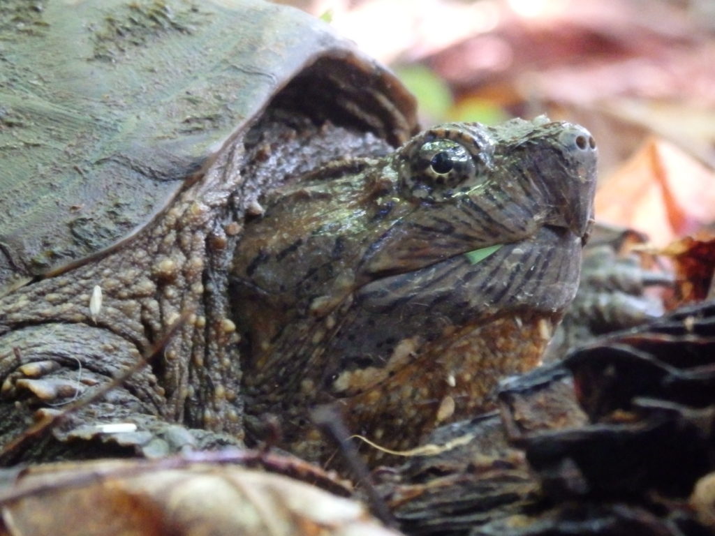 Common snapping turtle. (Photo: Nicholas Massey)