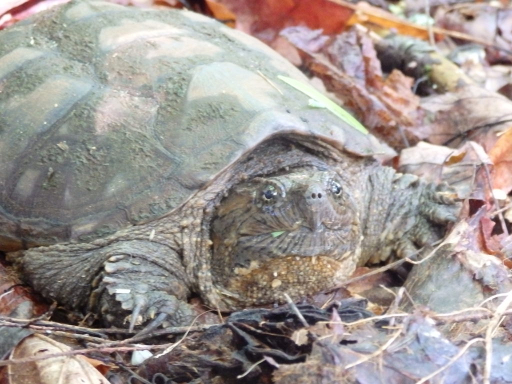 Common snapping turtle. (Photo: Nicholas Massey)