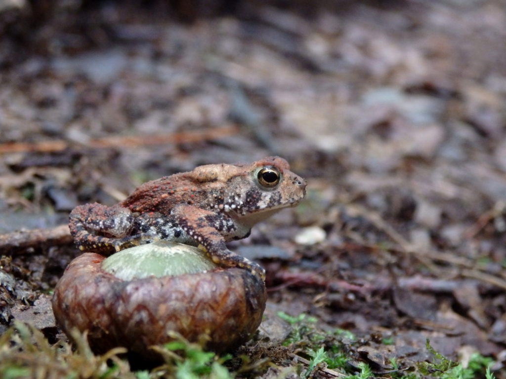 American Toad (Photo: Nicholas Massey)