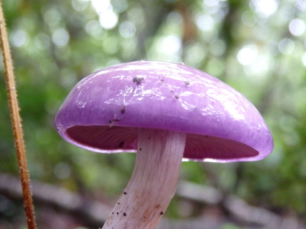 A cool 'shroom, possibly Cortinarius Iodes. (Photo: Nicholas Massey)