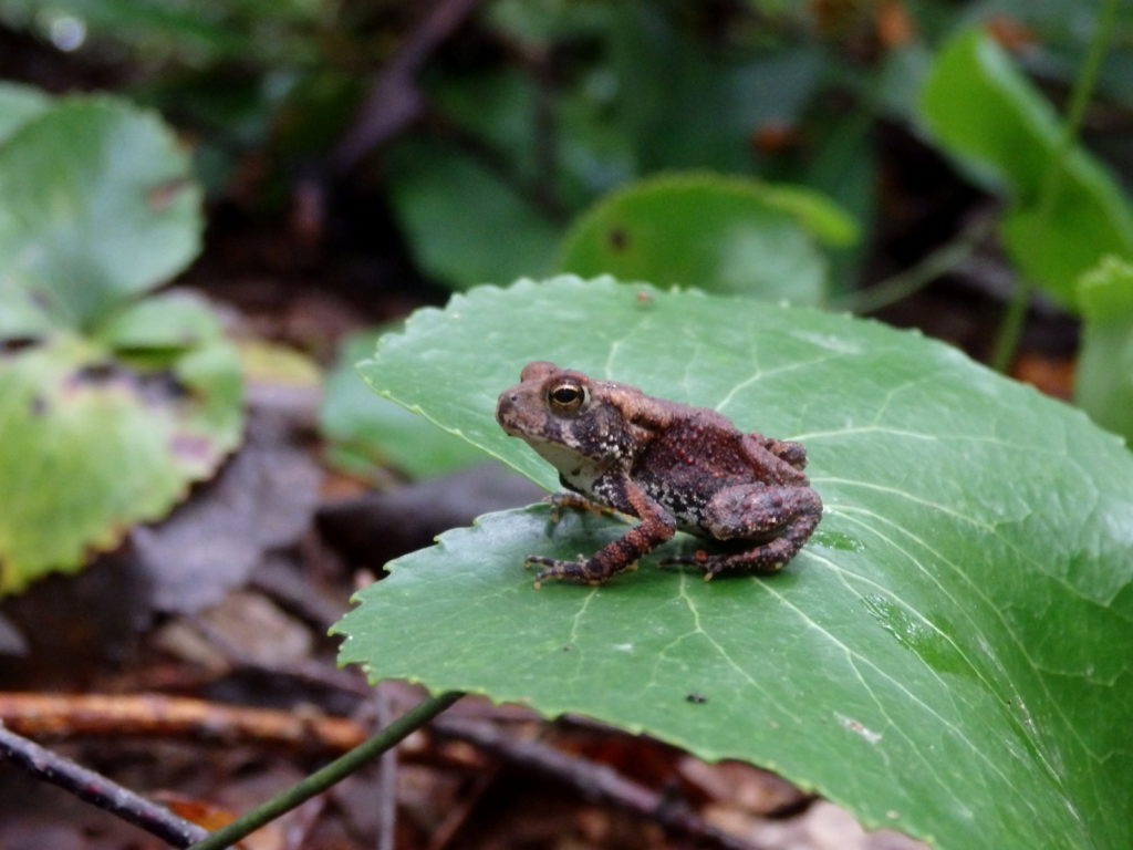 American toad. (Photo: Nicholas Massey)