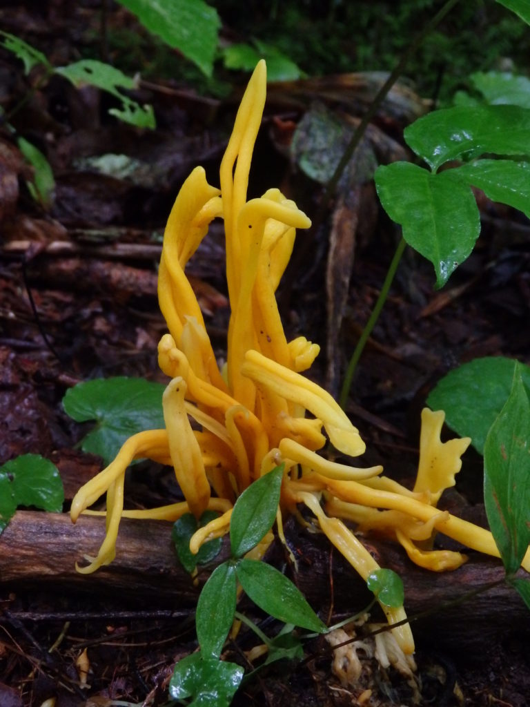 A yellow coral fungus. (Photo: Nicholas Massey)