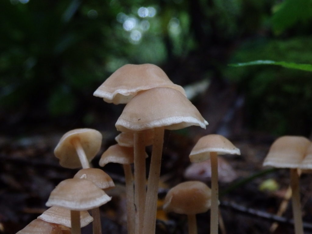 Mushrooms. (Photo: Nicholas Massey)