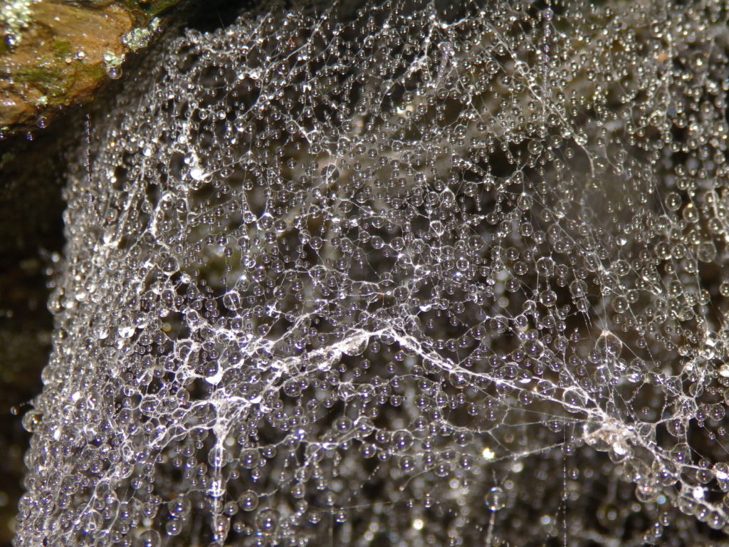 Cloud droplets on spider web. (Photo: Nicholas Massey)