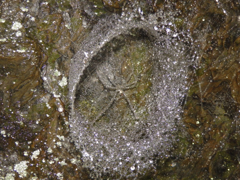 Mist droplets condense on a lampshade spider web and exoskeleton. (Photo: Nicholas Massey)