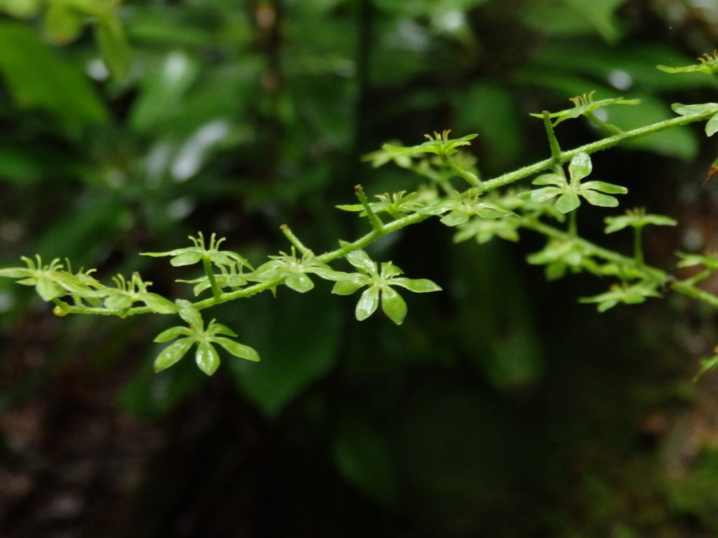 The green flowers of false hellebore. (Photo: Nicholas Massey)