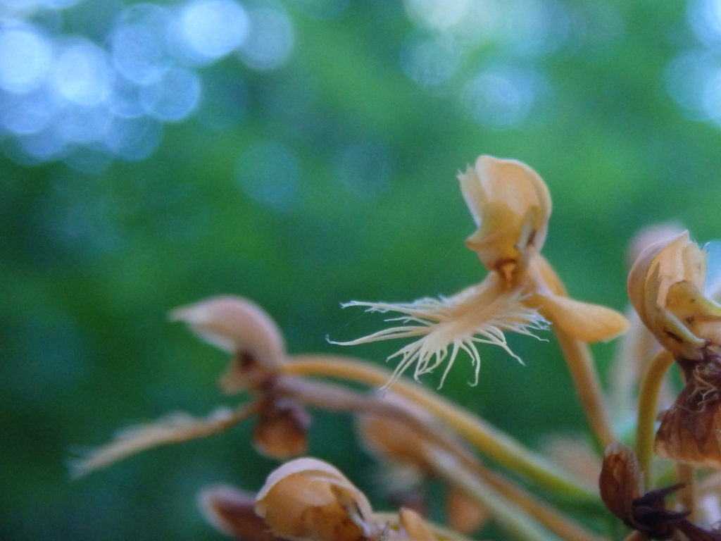Yellow Fringed Orchid. (Photo: Kevin Massey)
