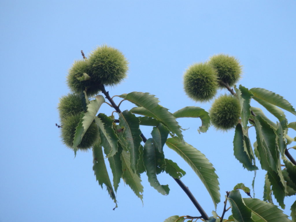 Chestnuts. (Photo: Kevin Massey)