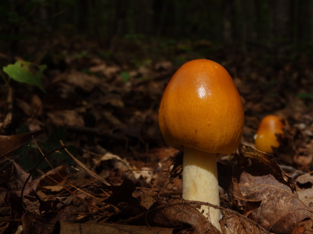 Mushroom in Linville Gorge. (Photo: Kevin Massey)