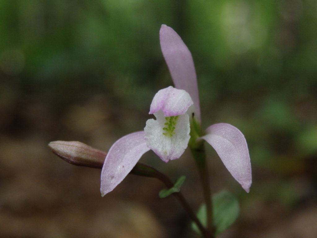 Three birds orchid. (Photo: Kevin Massey)