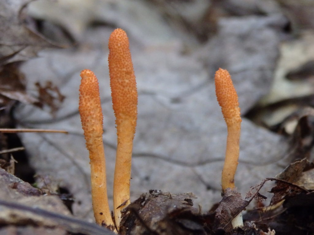 Cordyceps fungus. (Photo: Kevin Massey)