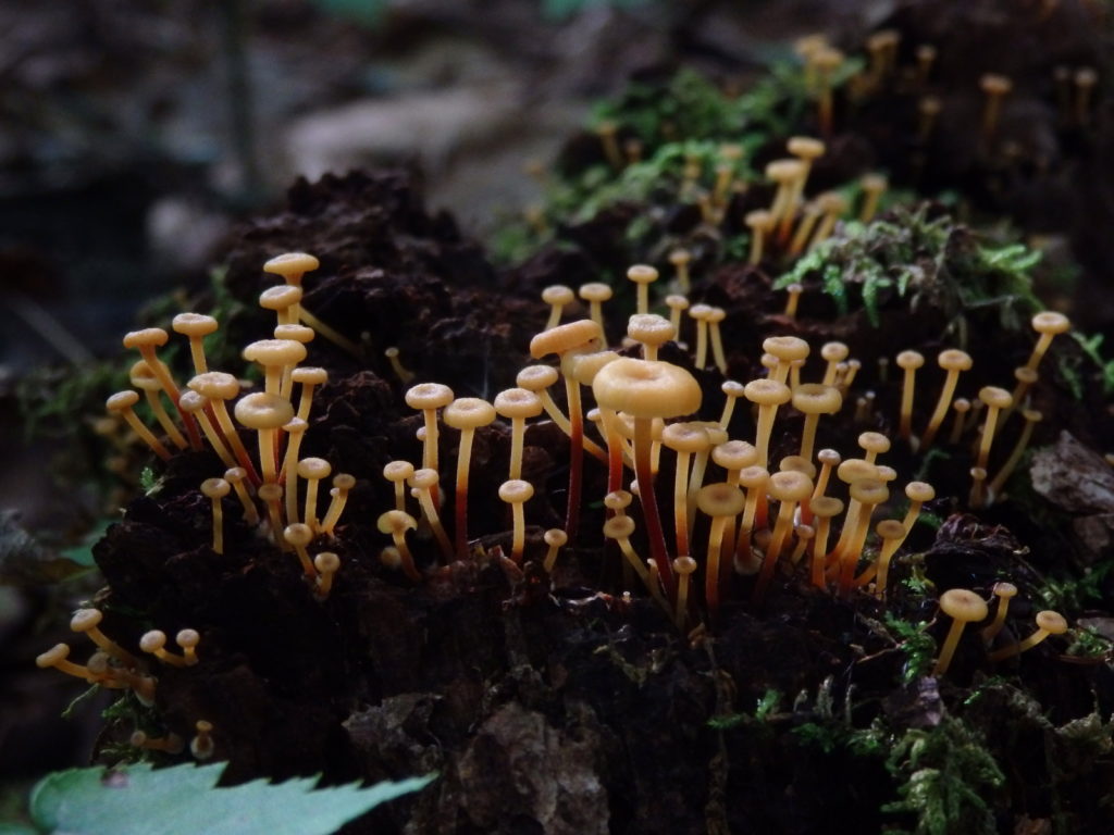 Mushrooms in Linville Gorge. (Photo: Kevin Massey)