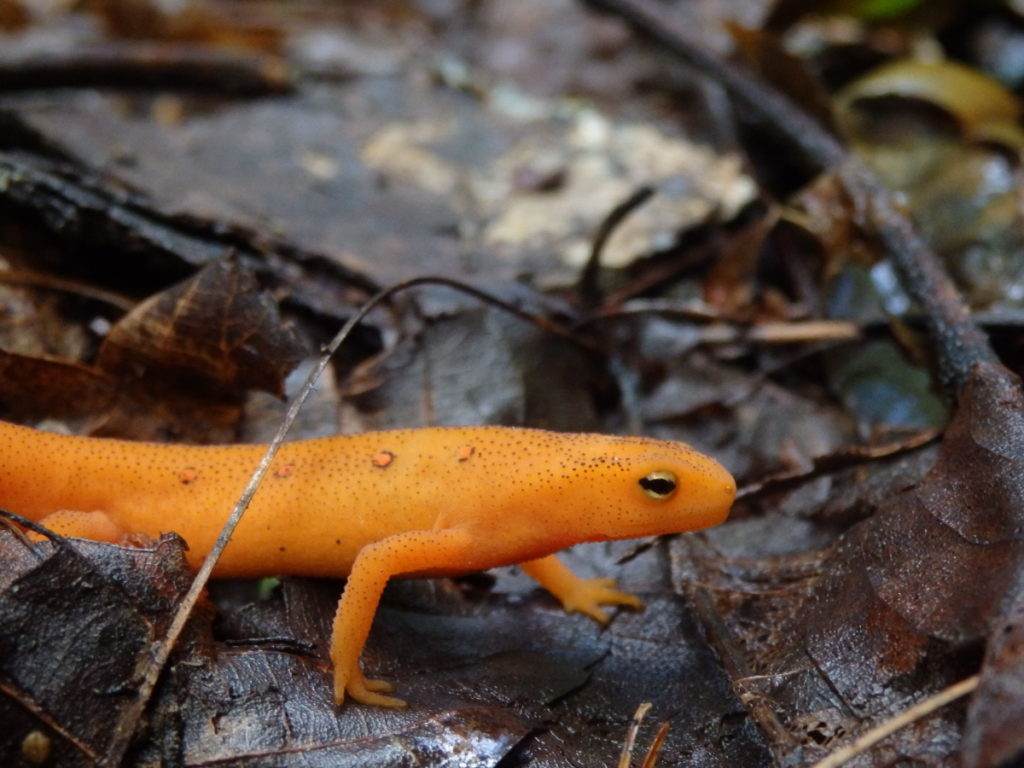 Red Eft. (Photo: Nicholas Massey)