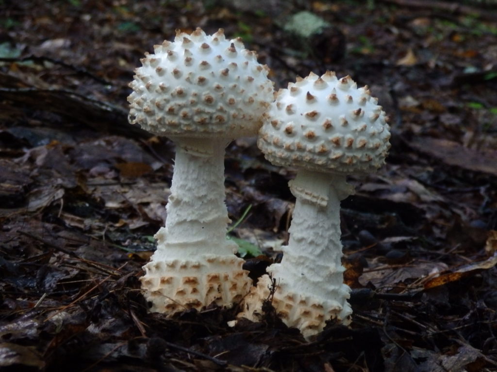 Mushrooms in Linville Gorge. (Photo: Nicholas Massey)