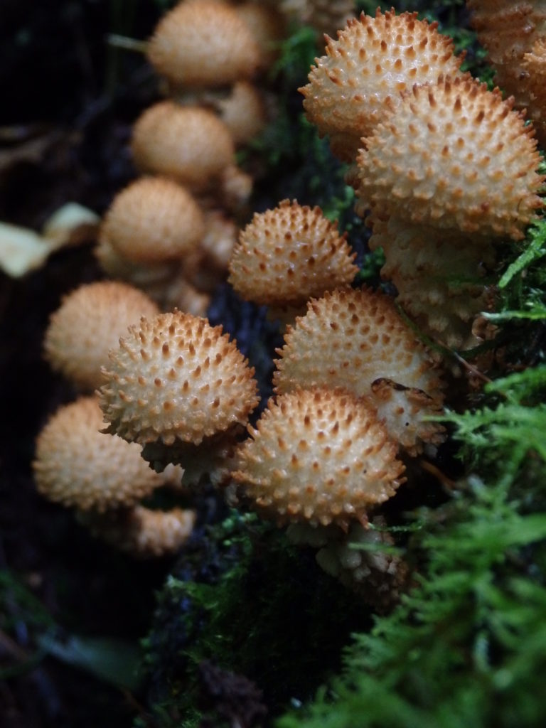 Mushrooms in Linville Gorge. (Photo: Nicholas Massey)