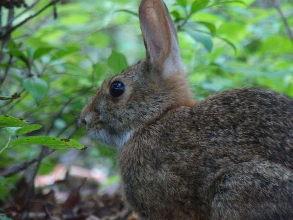 Evening silflay. (Photo: Nicholas Massey)