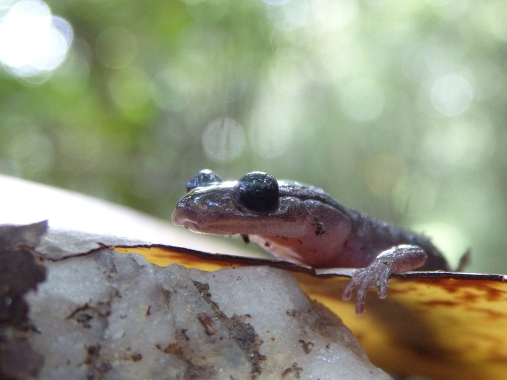 A salamander emerges from the leaf litter. (Photo: Nicholas Massey)
